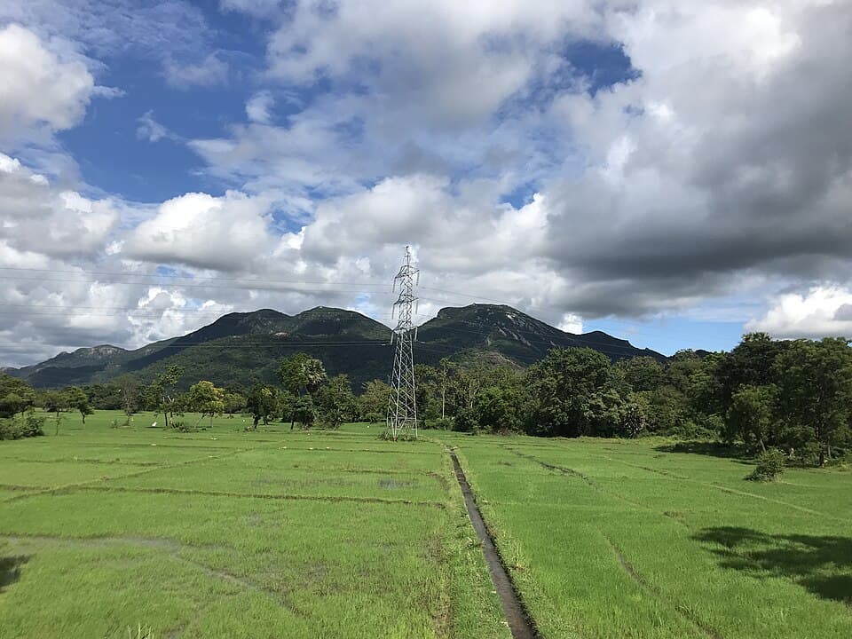 Ritigala mountain viewed from surrounding paddy fields