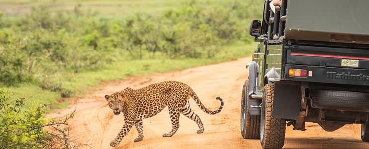 Wilpattu Jeep Safari